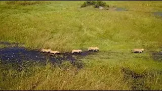Great Plains | Okavango Explorers Camp