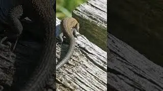 SKOGS&Ouml;DLA | SISILISKO | VIVIPAROUS LIZARD | WALDEIDECHSE II Zootoca vivipara #shortsfeed #nature