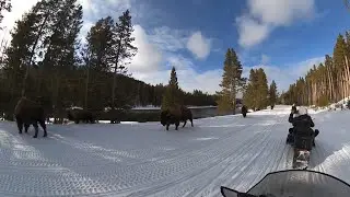 Snowmobiling in Yellowstone With Two Top. West Yellowstone, Montana