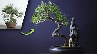 Improving the Look of a Black Pine Bonsai