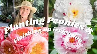 Planting Peonies and a Chinese Lantern Tree and Finishing up Irrigation.
