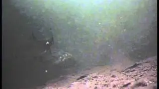 Undervattensliv i Ankarsund.wmv