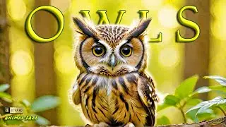 Owl Odyssey: The Majestic Flyers 4K ~ Animals (Relaxing Music)
