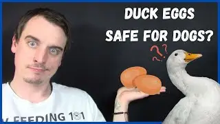Are Raw Duck Eggs Good For Dogs?
