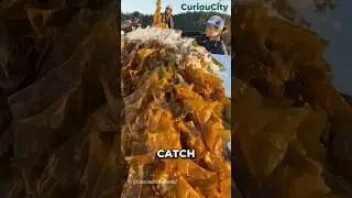 Have You Tried The Ocean&rsquo;s Superfood?