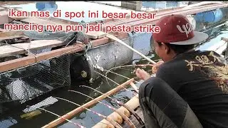 Mancing di spot ini pesta strike ikan mas besar besar 👍👍.