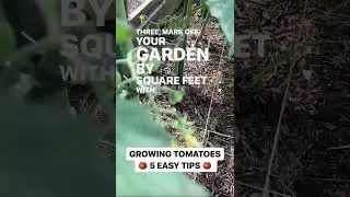 5 Garden Tomato Tips - Raised Box Garden