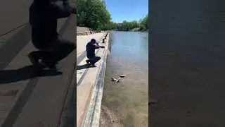 Catty catfish