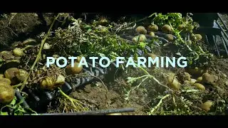 Potato Farming from Start to Harvest | High-Yield Methods by Vinra Farms