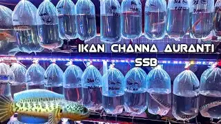 REVIEW IKAN PER CHANNAAN DI PASAR IKAN HIAS JATINEGARA 