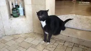 Shower-loving cat shakes water off just like a doggy