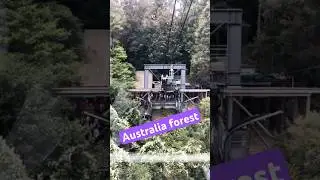 Australia forest visit💯🔥