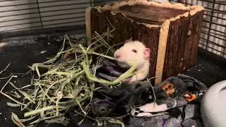 Pet Rat is so Excited over Snacks