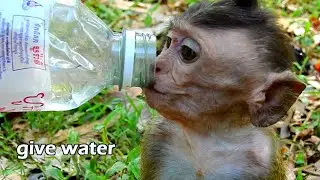Very happy when see Orphan Dustin can find food by self, Dustin eat food and i give water to him