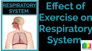 Effect Of Exercise On Respiratory System.