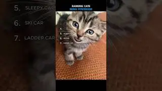 Ranking Cats Being Powerless Moments