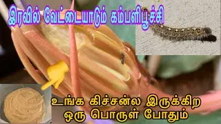 How to treat blanket worm in plants?/Natural pesticide/Fungicide/Caterpillar treatment/Garlic paste
