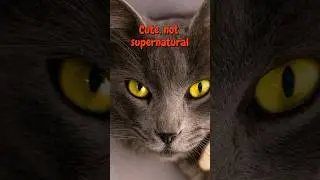 No Powers. No Mysticism. Just a Cute Cat🐱✨#shorts, #cat, #catlovers