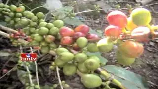 Special Focus on Araku Valley | Coffee Plants Attract Tourists | Vizag | HMTV
