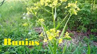 How does Bunias look? (Brassicaceae)