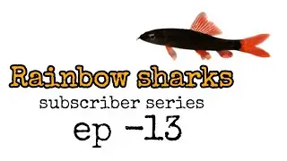 RAINBOW SHARKS CARE GUIDE (SUBSCRIBER SERIES EP - 13 ) | IN TELUGU | AQUAFACTS |
