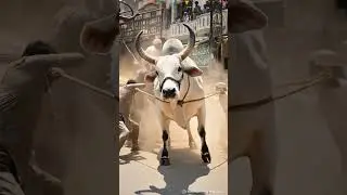 Watch the stunning Sibi Bull Unloading 🐂 #shorts #cowmandi2025 #cow