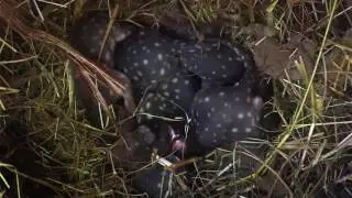 Zookeeper Chad - Baby Tiger Quolls
