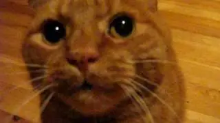 Cat meowing and purring
