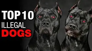 10 Most aggressive Illegal Dog Breeds In Action !