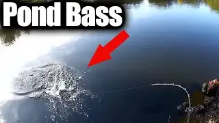 First Pond Fishing Video on Realistic Fishing! Bass Fishing a New Pond