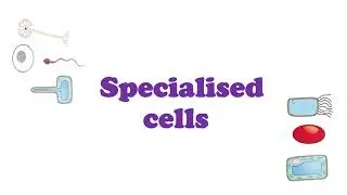 Specialised cells IGCSE Biology