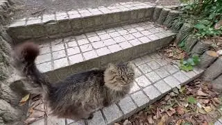 風が強い日にキジモフねこに出会った