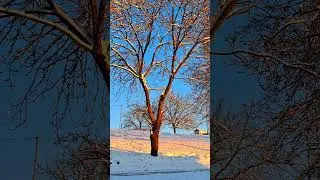Qış g&uuml;nəşi, G&ouml;zəl g&ouml;r&uuml;nt&uuml;lər | Golden Sun Over Winter ❄️ #shorts