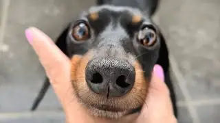 Family Diary- Loulou's gray snout.