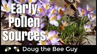 Early Spring Pollen | What Flowers to Plant for Bees