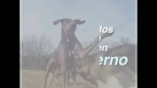 5 cuidados para tu perro en invierno