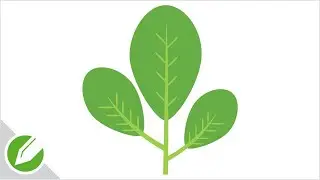 Spinach leaf Drawing with CorelDraw | Flat Vector Style | Drawing | CorelDraw Tutorial
