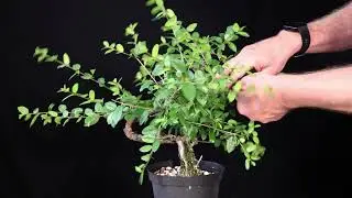 Chinese Sweet Plum. Sageretia theezans. Pruned in January. March and April