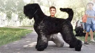 10 Most Unknown Russian Dog Breeds