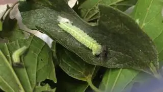 Tawny emperor caterpillar molt