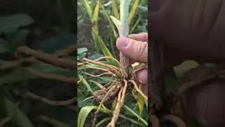 Bucak da salep bahçesi çoğalıyor Çok az da olsa satışımız olacak 0536 202 79 09 Bucak salep grubu