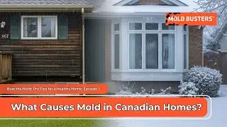 Bust the Mold: Pro Tips for a Healthy Home - Episode 1:  What Causes Mold in Canadian Homes