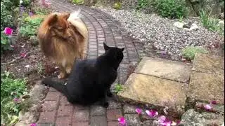 Mittelspitz Simba von der Arnold's Eiche mit seinem Kater Peter.