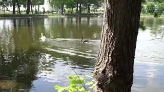Black swan attack white swan