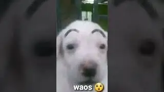 #waos
