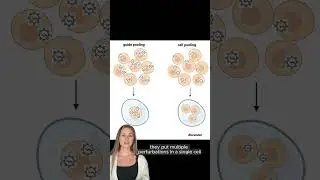 Scalable genetic screening with compressed Perturb-Seq (Yao et al, NBT 2023)