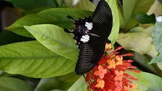Butterfly slomo video 