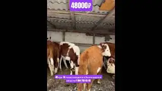 #bull 48 круг 14 голов находятся в Волгоградской области+7 904 755-93-95