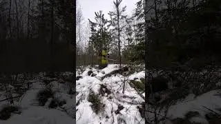 Young Forest Clearing in Sweden | Real Forestry Work