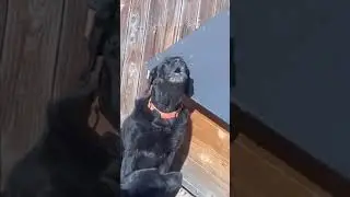 Piper&rsquo;s version of Monster Mash! 🎶😱#lab #labs #labradors #labrado#youtubeshorts #funny